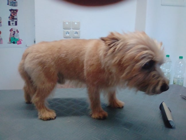 57462816_268642080709276_2436002757623152640_n_1