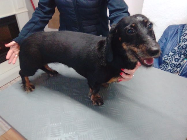 60964254_2040307786275371_3376486619900018688_n